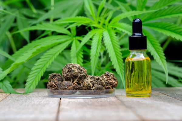 Cannabis deve movimentar R$ 500 milhões em 2022
