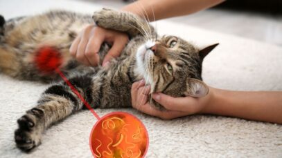 doenças transmitidas por gatos