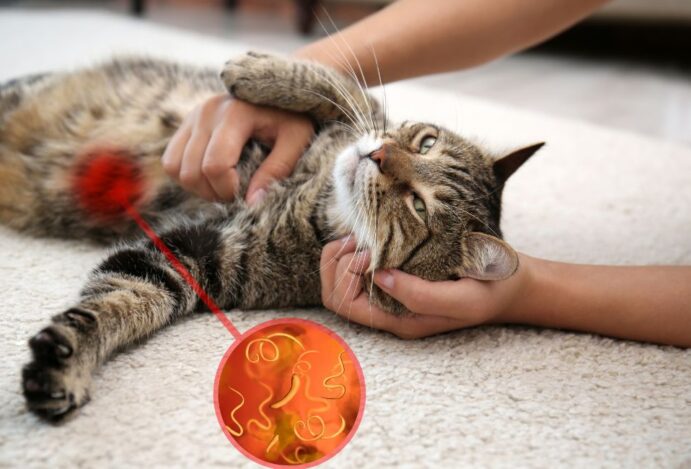 doenças transmitidas por gatos