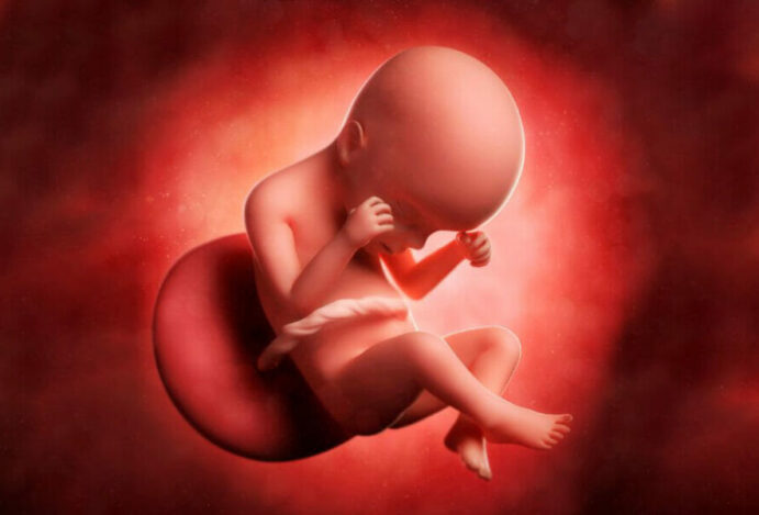 24 semanas de gestação