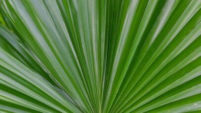 saw palmetto