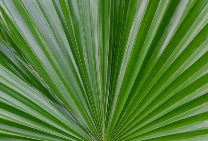 saw palmetto