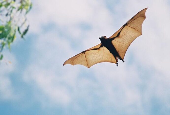 Raiva em morcegos
