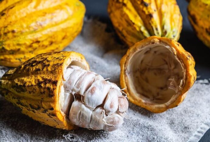 Benefícios do cacau