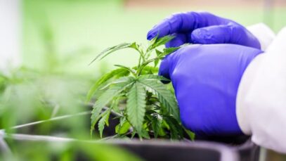 Confira o passo a passo para a importação de cannabis