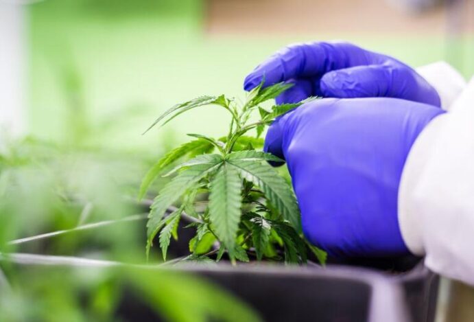 Confira o passo a passo para a importação de cannabis