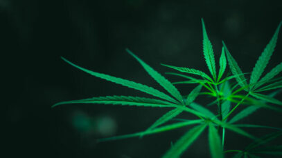 Governo firma termo de cooperação para pesquisa canábica