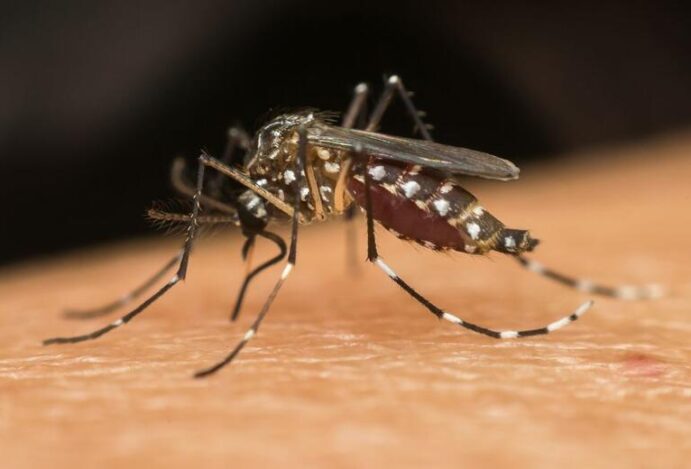 Aedes aegypti