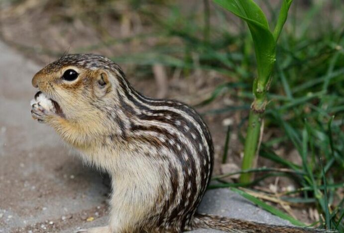 remédio para emagrecer