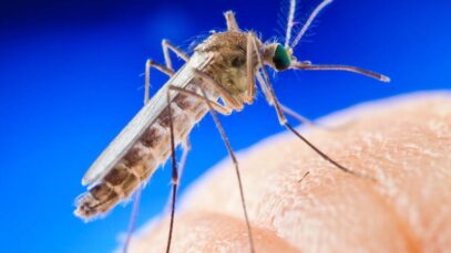 doenças transmitidas por mosquitos