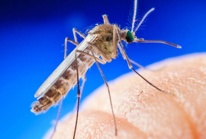 doenças transmitidas por mosquitos