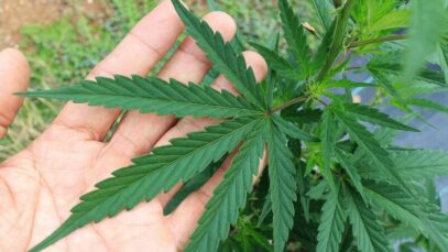 Estudo conclui que canabidiol pode prevenir Alzheimer