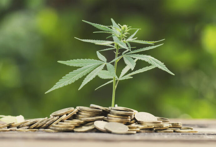 CONTRABANDO DE CANNABIS Mercado de cannabis, farmácias, cannabis medicinal, CBD