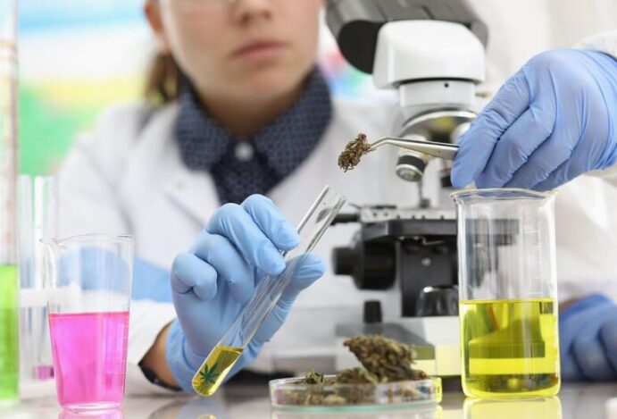 ESTUDOS CLÍNICOS DE CANNABIS Indústria de cannabis, cannabis medicinal, estudos clínicos