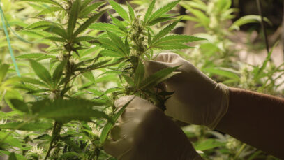 CULTIVO DE CANNABIS Canabidiol, cannabis medicinal, CBD