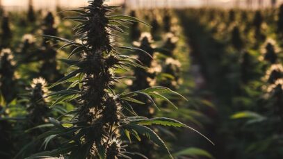Farmacêutica mineira adquire indústria de cannabis colombiana Farmacêutica mineira adquire indústria de cannabis colombiana