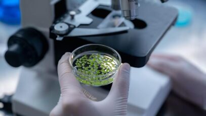 INDÚSTRIA BRASILEIRA DE CANNABIS Indústria brasileira, farmacêutica, cannabis