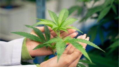 MERCADO DE CANNABIS EM 2025, Canabidiol, cannabis medicinal, CBD