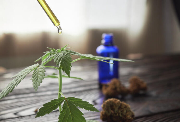 REGULAMENTAÇÃO DA CANNABIS Canabidiol, STJ, cannabis medicinal, Anvisa