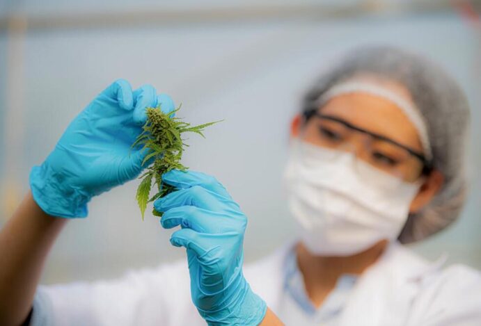 congresso brasileiro da cannabis medicinal