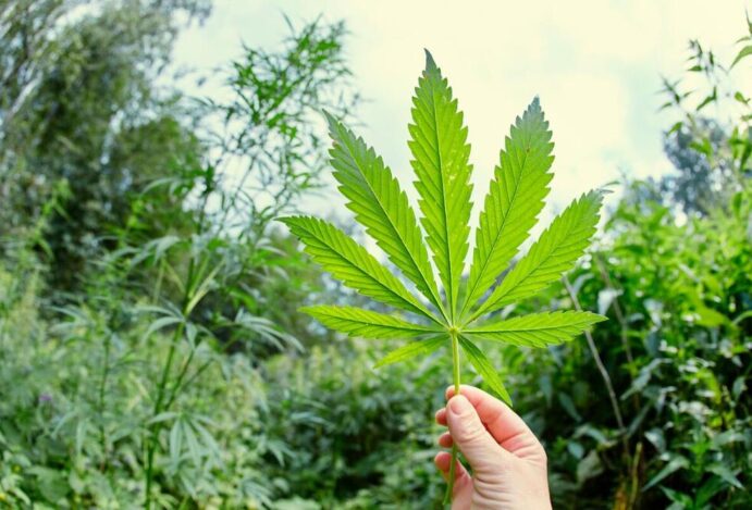cultivo de cannabis